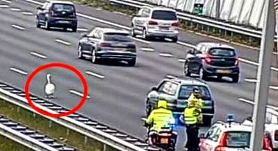 Zwaan overleeft oversteek razend drukke snelweg: ‘Kerstwonder’