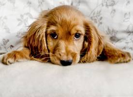 9 tekenen dat je hond stapelgek op je is 