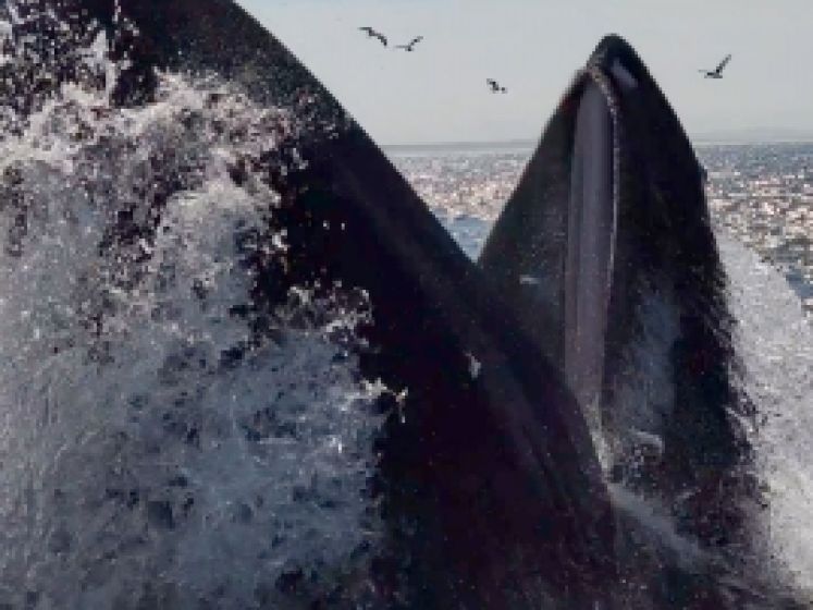 Des pêcheurs émerveillés par la visite d'une baleine