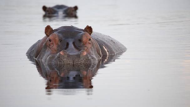 Hippos: Africa's River Giants