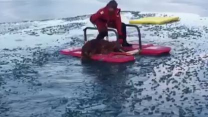 Hond gered uit koud water nadat hij door ijs van vijver was gezakt