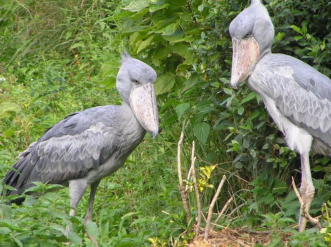 Requiem Pour Le Bec En Sabot Un Oiseau Arrache A La Prehistoire Ecologie 7sur7 Be