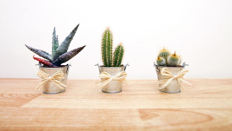 Cactussen Zijn Weer Razend Populair In Ons Land De Morgen