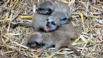 Stokstaartjes laten zich voor het eerst zien in Ouwehands Dierenpark