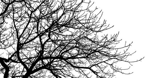 Rechterensedijk: wel of niet kappen? | Dalfsen - De Stentor