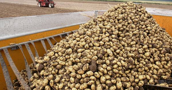 Opschudding: fraude met aardappelen in Kruisland | Bergen op Zoom - BN DeStem