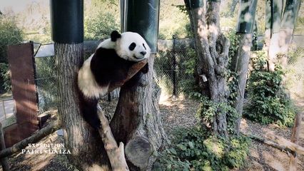 10. Expédition Pairi Daiza du 12/01/25