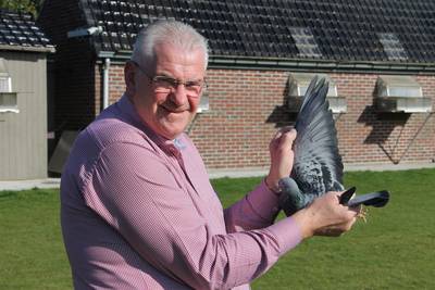 Armando ‘de Eddy Merckx onder de duiven’ is de duurste prijsduif ter wereld