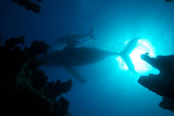 Atlantic, Wildest Ocean on Earth