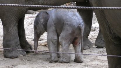 Op kraambezoek bij het kerstolifantje van Planckendael