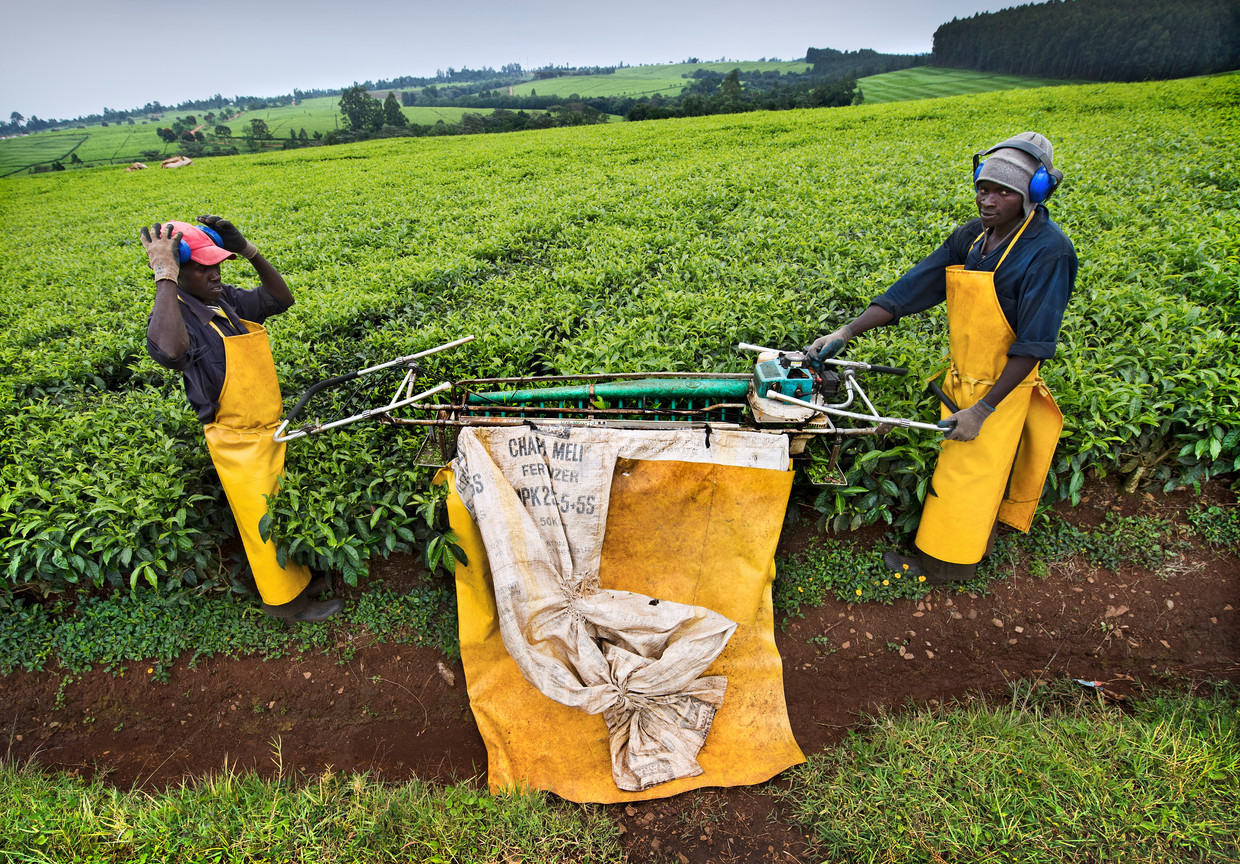 Unilever meninggalkan perusahaan teh Lipton