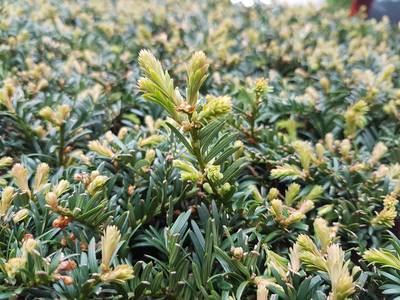 Gebrek aan opgehaald taxussnoeisel voor chemo's is geen ramp