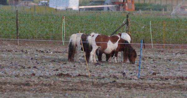 Heusden worstelt met dieren in Haarsteeg: 'We kunnen ze niet ineens laten afvoeren' - BD.nl