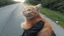 Deze motard redt het leven van jong katje dat verdwaald is op autosnelweg
