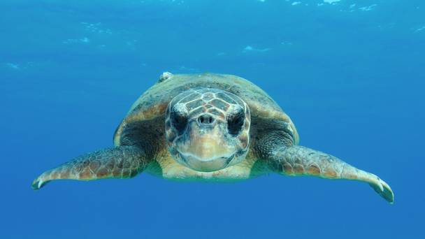 Animals with Cameras