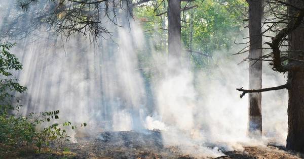 Bosbrand bij Budel-Dorplein, brandhaard moeilijk bereikbaar