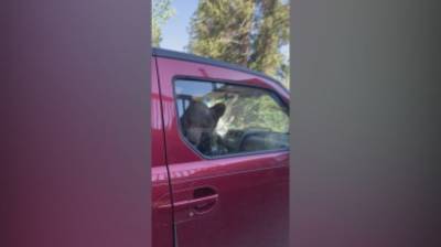Elle retrouve un ours coincé à l’intérieur de sa voiture