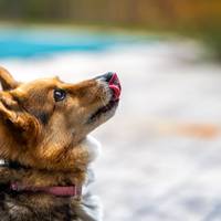 Op deze manieren kun jij je hond belonen op gewenst gedrag