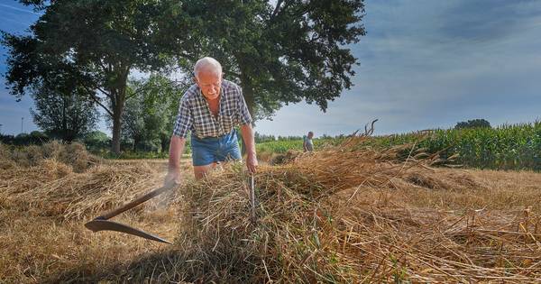 Rogge oogsten met zicht en pikhaak
