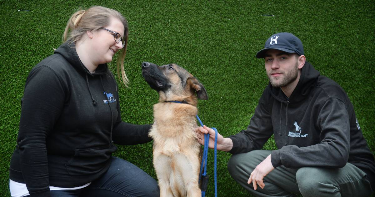Jacco en Marloes redden jonge Duitse herder Chef van een spuitje - De Gelderlander
