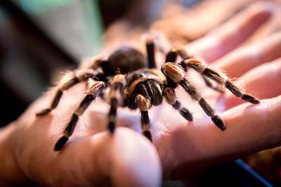 Duitse douane vindt 22 vogelspinnen in koffer