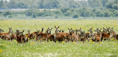 Nederland heeft er een nationaal park bij