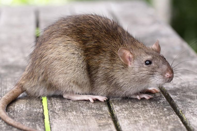Minister Liesbeth Homans denkt dat bruine rat inbreker is politie rukt 