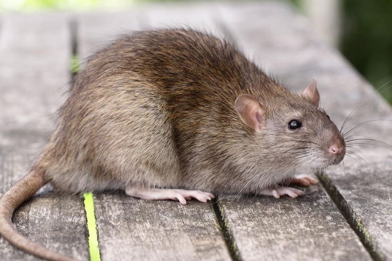 Minister Liesbeth Homans denkt dat bruine rat inbreker is politie rukt uit met vier combi’s