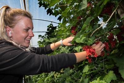 Dit fruitbedrijf uit Lienden zoekt nog naarstig naar zomerkrachten: ‘Elk jaar 70 tot 80 jongeren nodig’