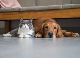Dit zijn de populairste honden- en kattennamen van 2022