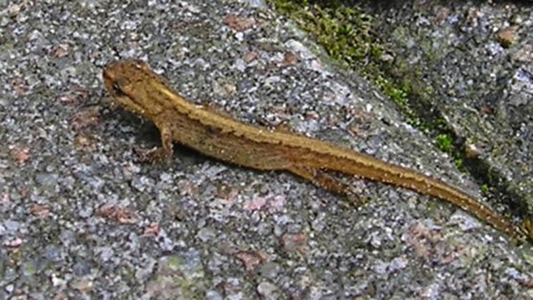 Watersalamander Te Land Trouw