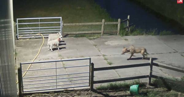 LTO wil losgeslagen Brabantse wolf verdoven, vangen en verplaatsen: 'Op de Veluwe is plek genoeg' - 