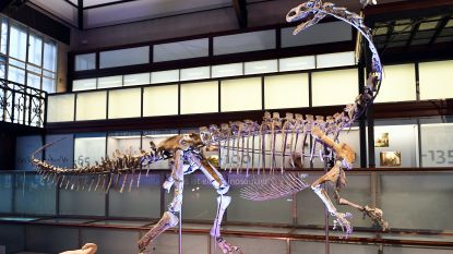 Ben is 210 miljoen jaar, heeft een lange nek en staat nu in Brussels museum