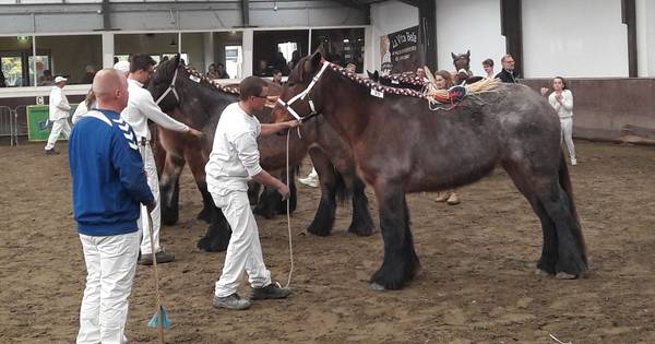 Xantia is de ster van de trekpaardenkeuring | Walcheren | pzc.nl - PZC