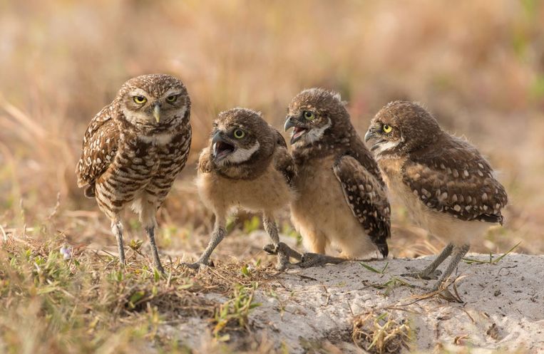 Comedy Wildlife Photography Awards.