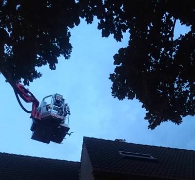 Kat komt op zijn pootjes terecht