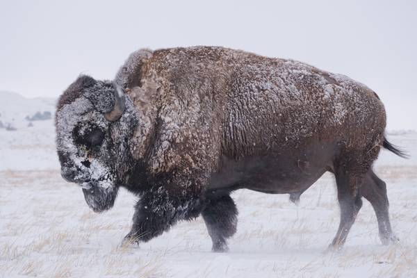 America's National Parks