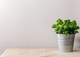 Handige hack: zo hou je een basilicumplantje uit de supermarkt wél in leven