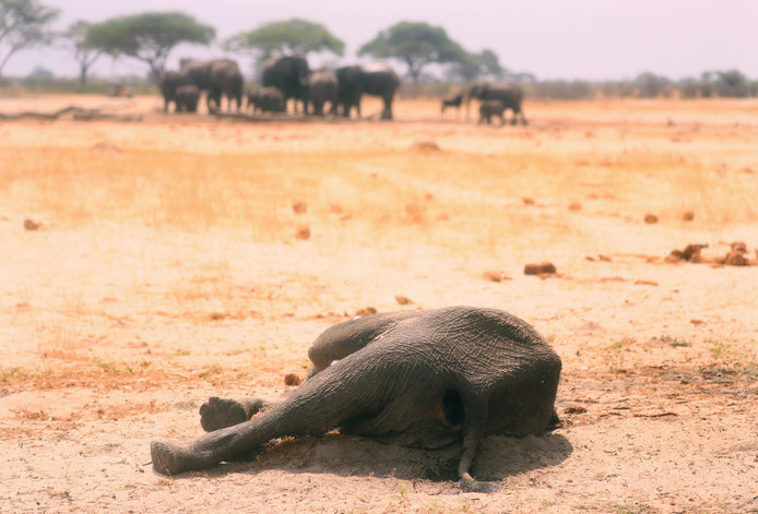 Een dode olifant in Hwange National Park, Zimbabwe.