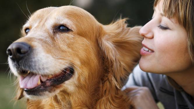 Do S En Don Ts Bij Het Strelen Van Je Hond Familie Hln Be