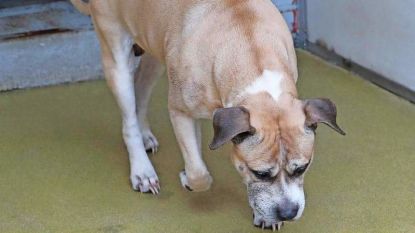 Hond die zijn baasjes doodbeet krijgt mogelijk dan toch geen spuitje na golf van verontwaardiging