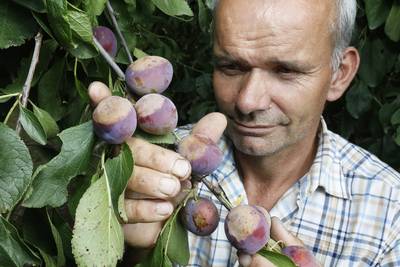 Ook fruit kan verbranden