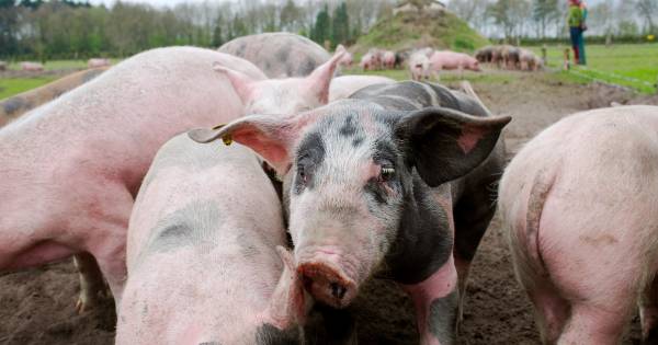 Dreiging pest brengt 100 weidevarkens in Baarschot versneld naar de slacht