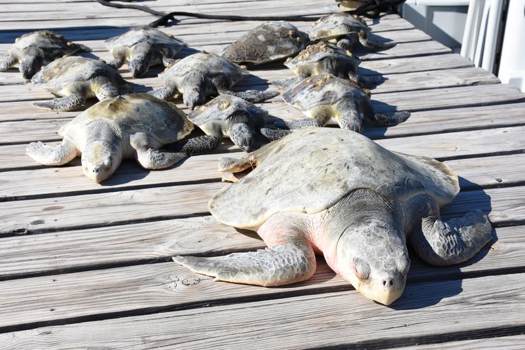 Een groep door de kou verdoofde zeeschildpadden nadat ze gered worden op het St. Joseph-schiereiland in Florida.
