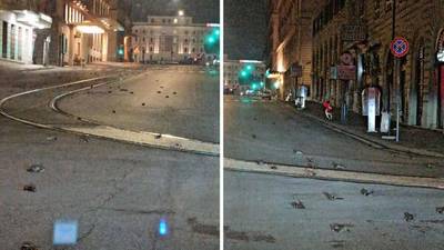 Honderden vogels in Rome vallen dood uit de lucht door geluid vuurwerk
