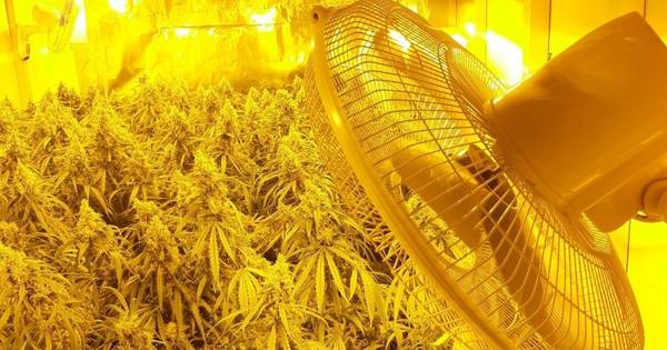 BEETJE SLORDIG EN KLEIN DE REST GOED Hennepkwekerij met 564 planten aangetroffen in Kaatsheuvel.