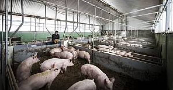 Universiteit Wageningen verkoopt varkenscentrum Sterksel aan biosgasbedrijf, ondanks protesten van b