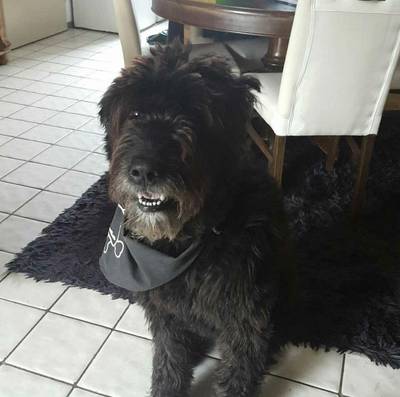 Waar is mijn 8 jaar oude bouvier Misty gebleven?