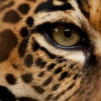 Onze verre voorouders hadden slechts één oog: wetenschappers reconstrueren de evolutie van onze ogen