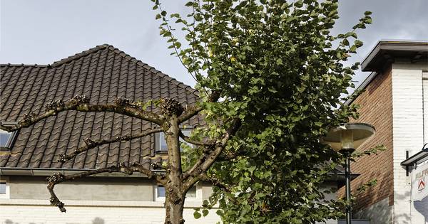 Nestelende duif zorgt voor half gesnoeide boom in Esch - BD.nl